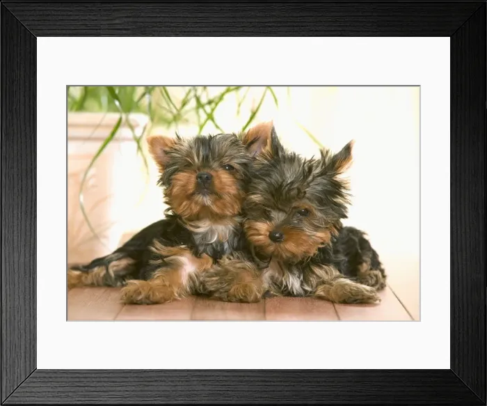 Framed Print : Picture No. 10769064 Framed Print : Picture No. 10769064