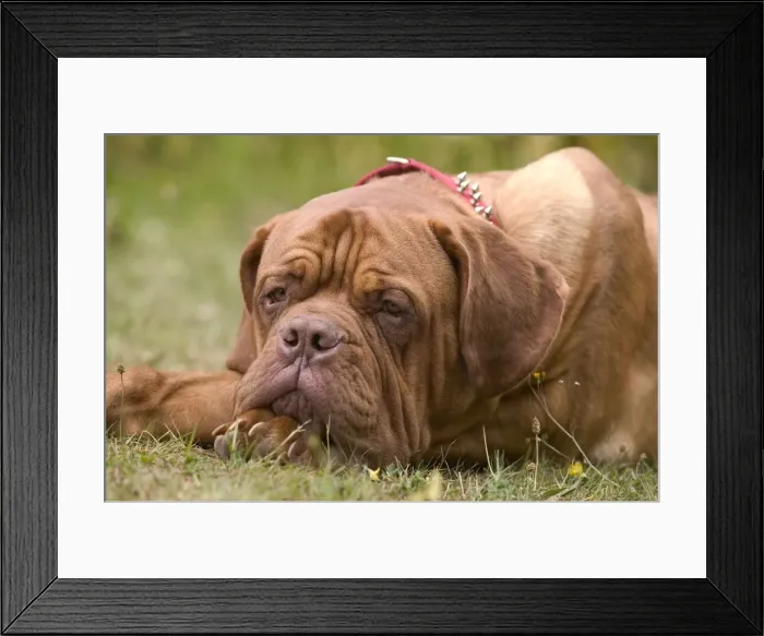 Framed Print : Picture No. 10769059 Framed Print : Picture No. 10769059