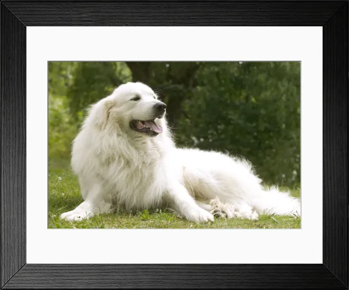 Framed Print : Picture No. 10769063 Framed Print : Picture No. 10769063