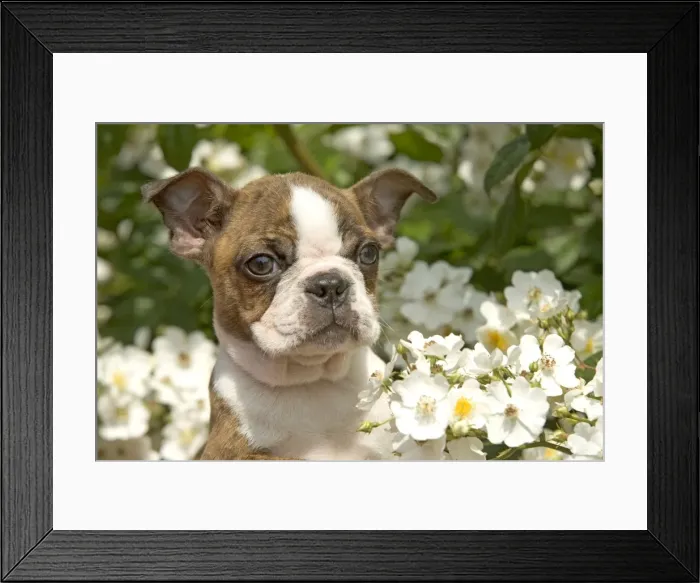 Framed Print : Picture No. 10769065 Framed Print : Picture No. 10769065