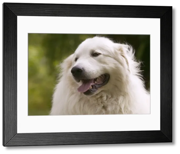 Framed Print : Picture No. 10769062 Framed Print : Picture No. 10769062