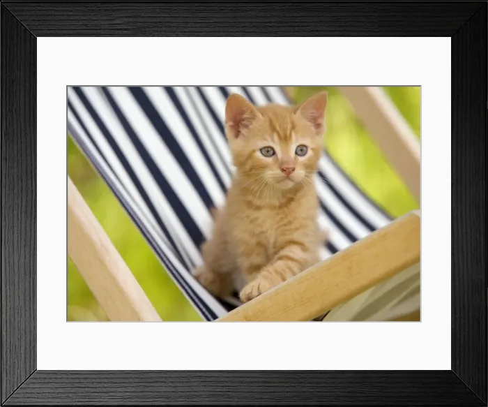 Framed Print : Picture No. 10769069 Framed Print : Picture No. 10769069