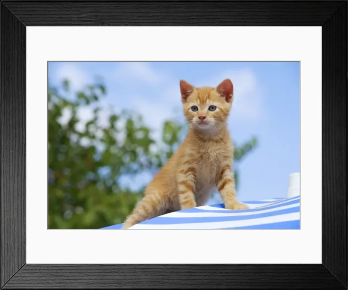 Framed Print : Picture No. 10769071 Framed Print : Picture No. 10769071