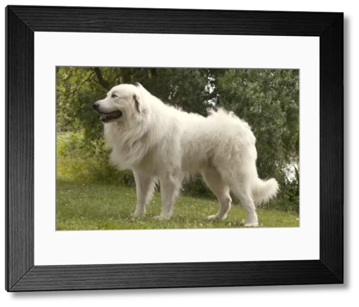 Framed Print : Picture No. 10769061 Framed Print : Picture No. 10769061