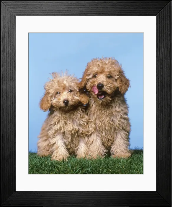 Framed Print : Picture No. 10769075 Framed Print : Picture No. 10769075