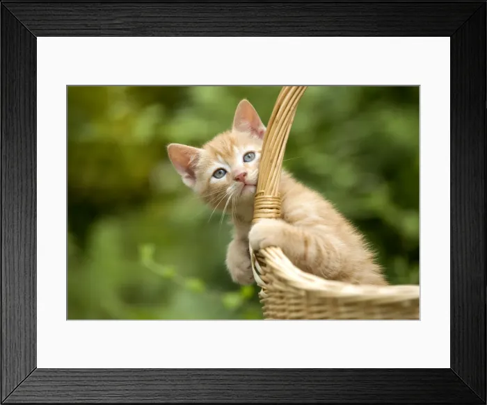 Framed Print : Picture No. 10769072 Framed Print : Picture No. 10769072