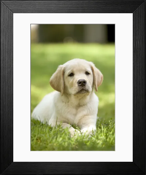Framed Print : Picture No. 10769073 Framed Print : Picture No. 10769073