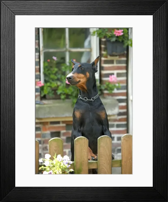 Framed Print : Picture No. 10769074 Framed Print : Picture No. 10769074