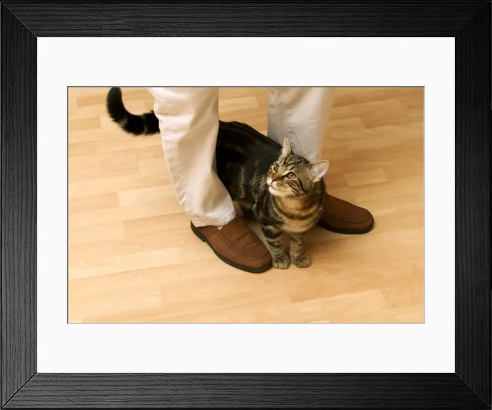 Framed Print : Picture No. 10769107 Framed Print : Picture No. 10769107