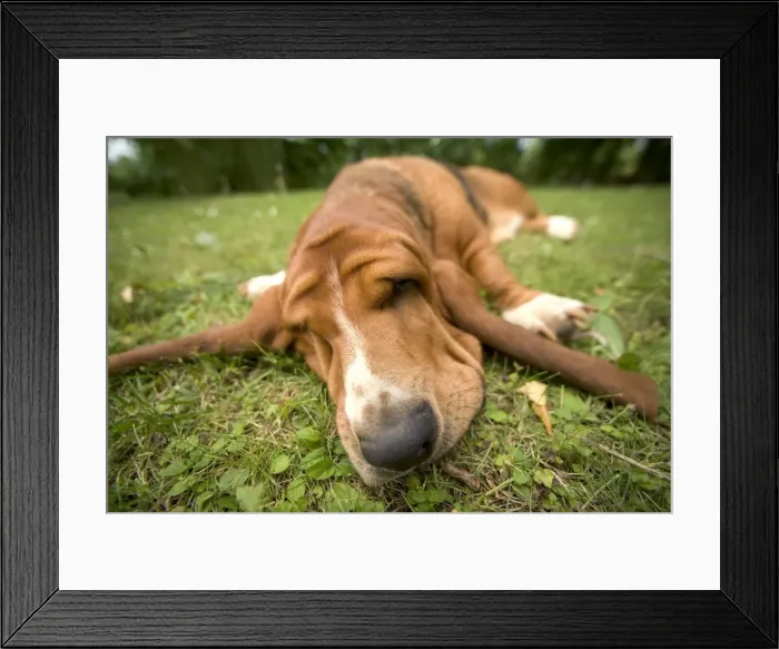 Framed Print : Picture No. 10769077 Framed Print : Picture No. 10769077