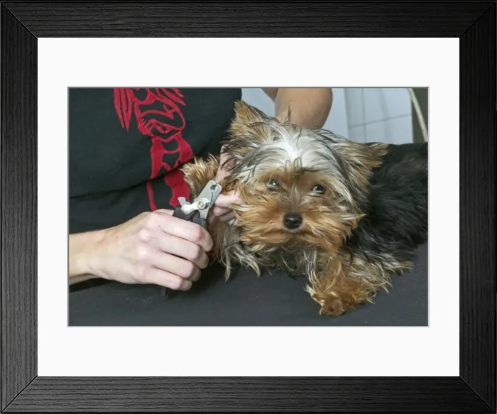Framed Print : Picture No. 10769166 Framed Print : Picture No. 10769166