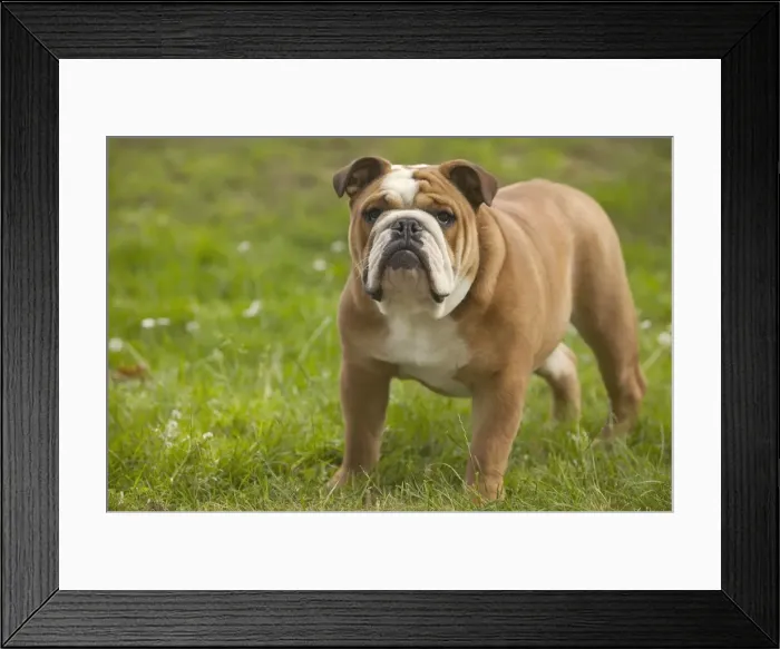 Framed Print : Picture No. 10769088 Framed Print : Picture No. 10769088