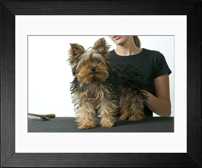 Framed Print : Picture No. 10769165 Framed Print : Picture No. 10769165
