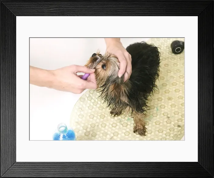 Framed Print : Picture No. 10769170 Framed Print : Picture No. 10769170