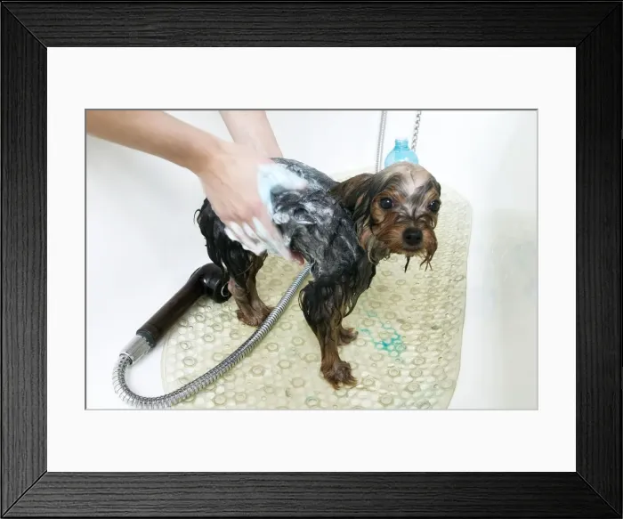 Framed Print : Picture No. 10769171 Framed Print : Picture No. 10769171