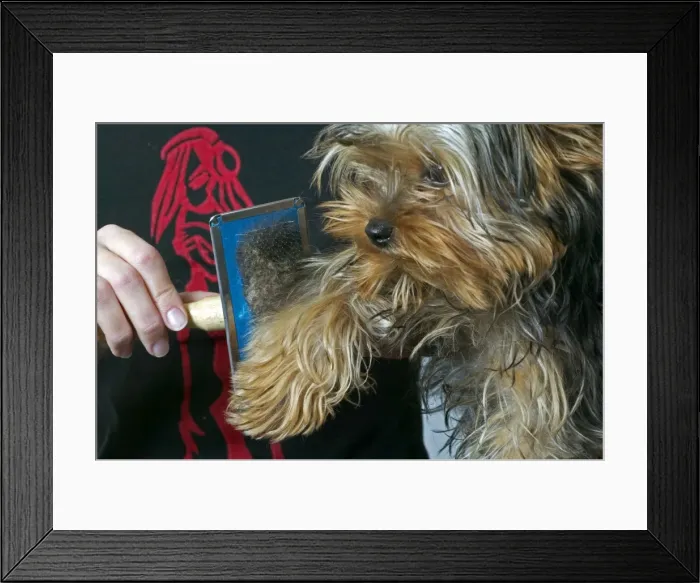 Framed Print : Picture No. 10769167 Framed Print : Picture No. 10769167