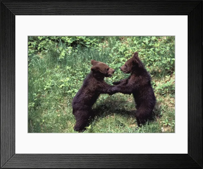 Framed Print : Picture No. 10769082 Framed Print : Picture No. 10769082