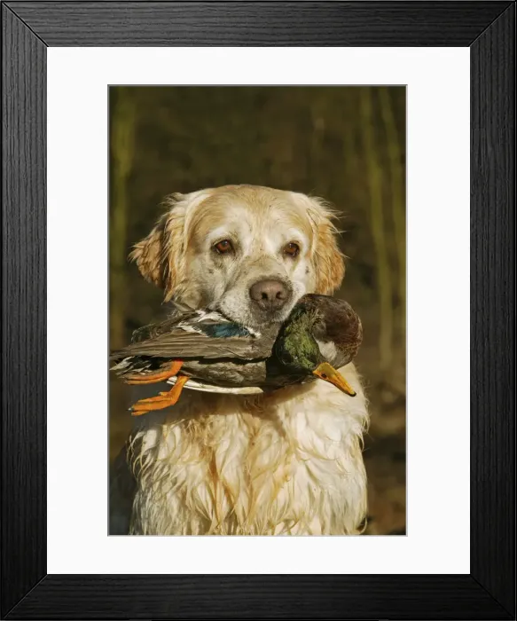 Framed Print : Picture No. 10769223 Framed Print : Picture No. 10769223