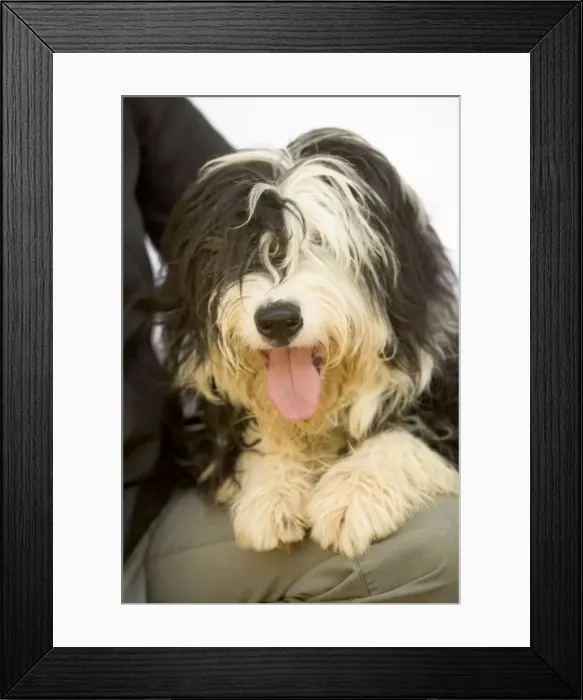 Framed Print : Picture No. 10769237 Framed Print : Picture No. 10769237