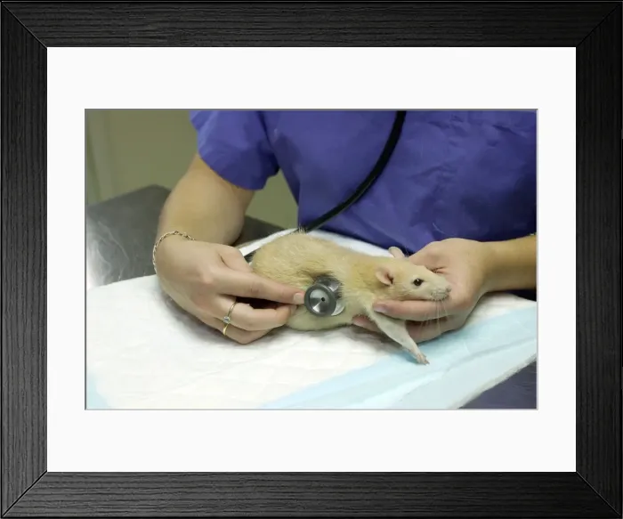 Framed Print : Picture No. 10769299 Framed Print : Picture No. 10769299