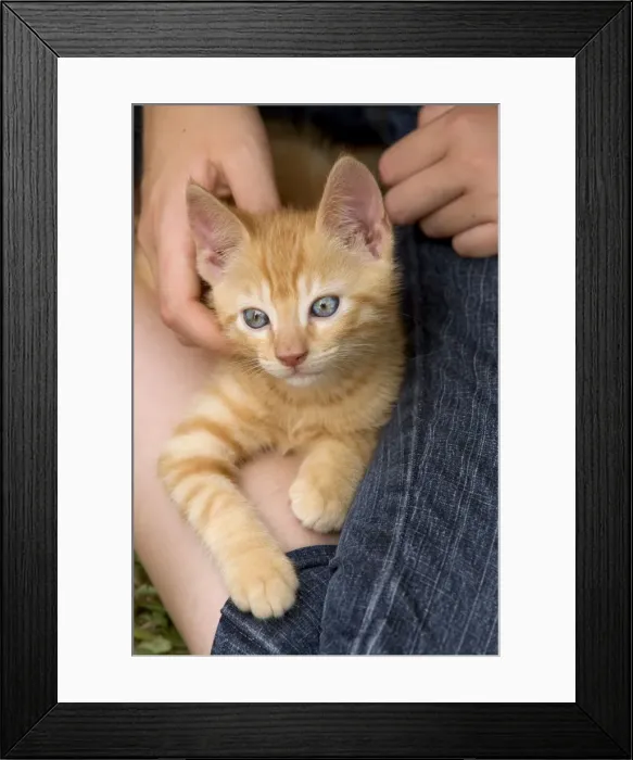 Framed Print : Picture No. 10769373 Framed Print : Picture No. 10769373