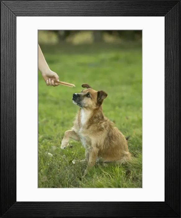 Framed Print : Picture No. 10769478