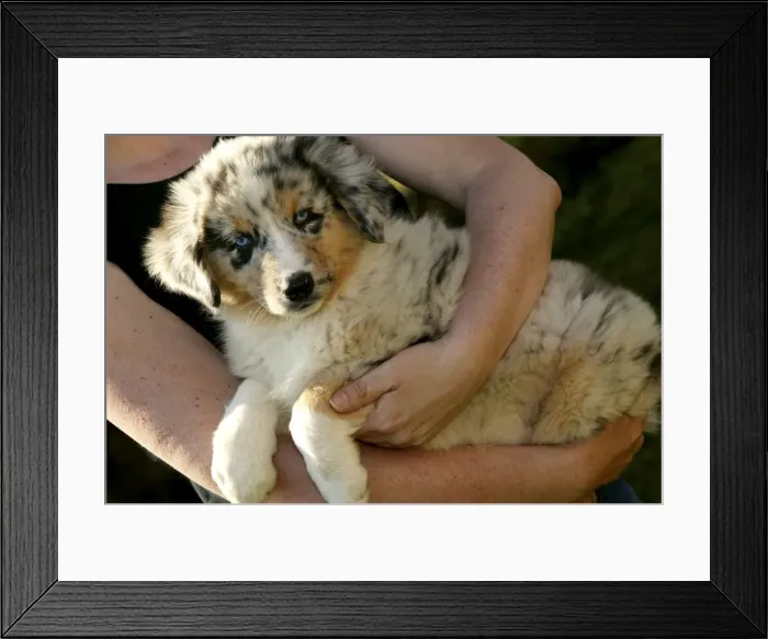 Framed Print : Picture No. 10769496