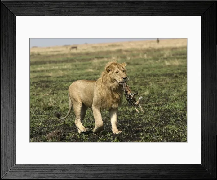 Framed Print : Picture No. 10769608 Framed Print : Picture No. 10769608