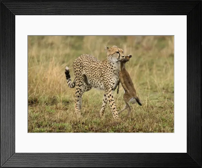 Framed Print : Picture No. 10769625 Framed Print : Picture No. 10769625
