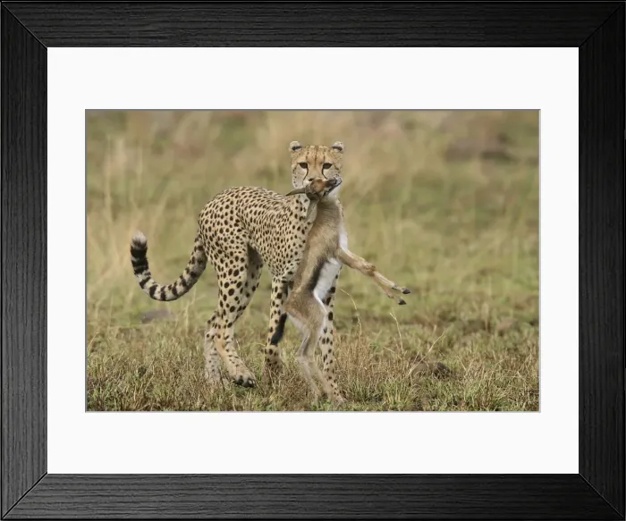 Framed Print : Picture No. 10769626