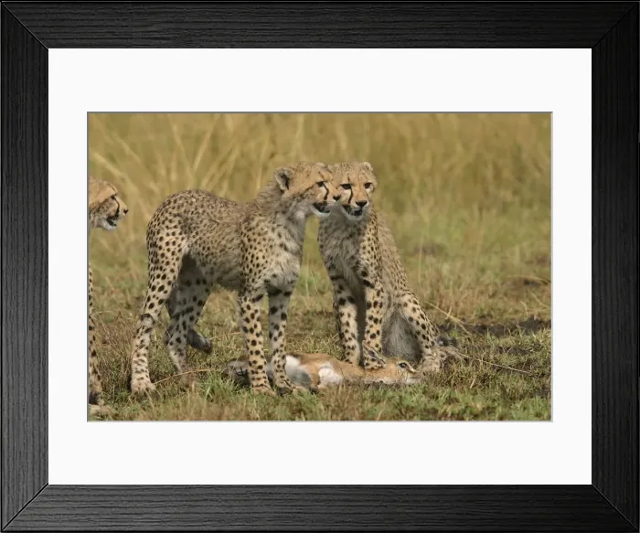 Framed Print : Picture No. 10769627 Framed Print : Picture No. 10769627
