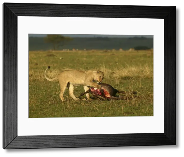 Framed Print : Picture No. 10769605 Framed Print : Picture No. 10769605