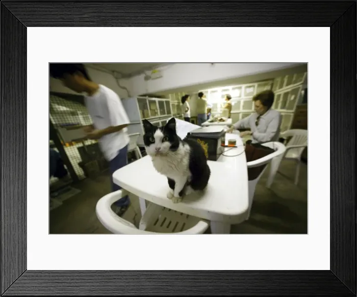 Framed Print : Picture No. 10769666 Framed Print : Picture No. 10769666