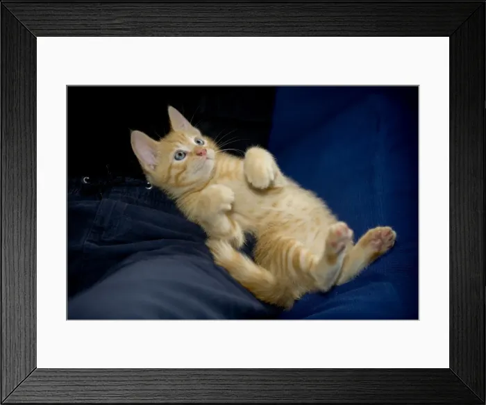 Framed Print : Picture No. 10769675 Framed Print : Picture No. 10769675