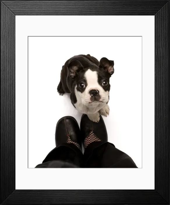 Framed Print : Picture No. 10770039 Framed Print : Picture No. 10770039