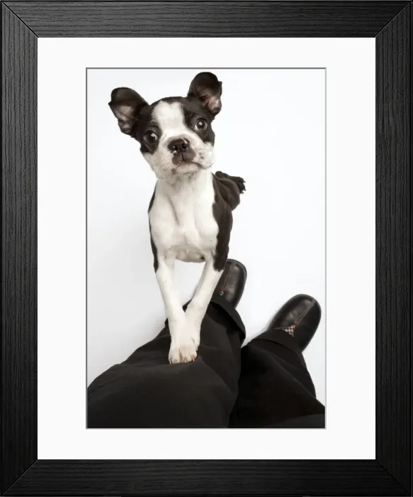 Framed Print : Picture No. 10770040
