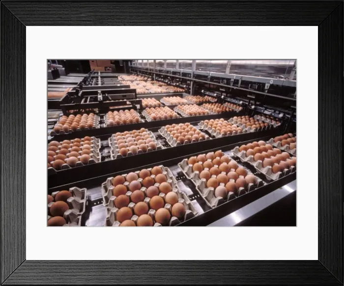 Framed Print : Picture No. 10770077 Framed Print : Picture No. 10770077