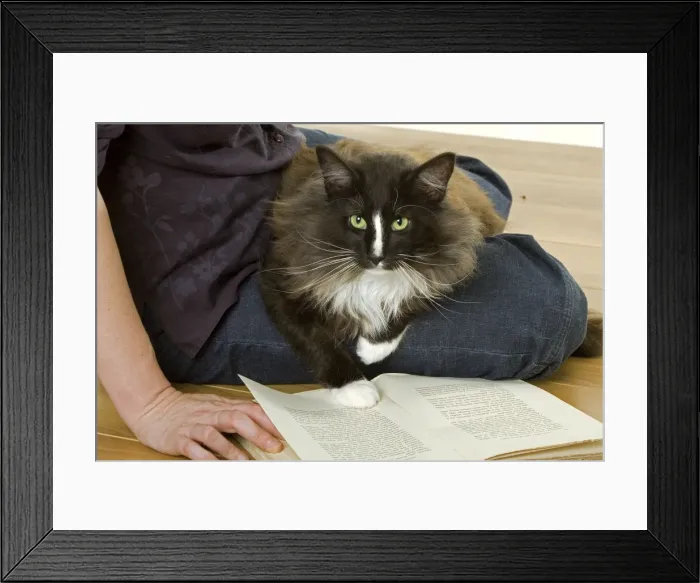 Framed Print : Picture No. 10770091 Framed Print : Picture No. 10770091