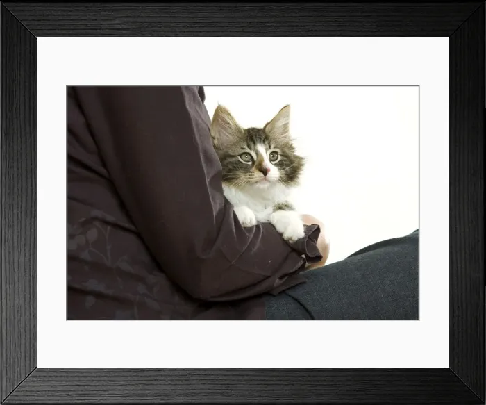 Framed Print : Picture No. 10770093 Framed Print : Picture No. 10770093