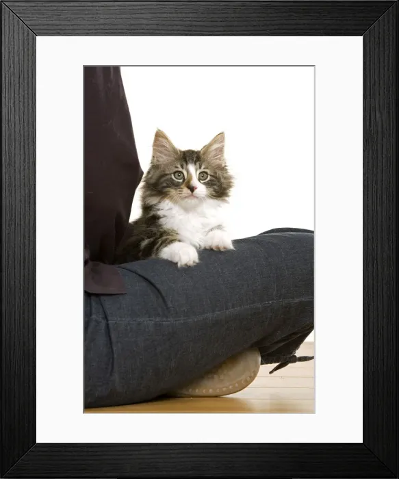 Framed Print : Picture No. 10770094 Framed Print : Picture No. 10770094