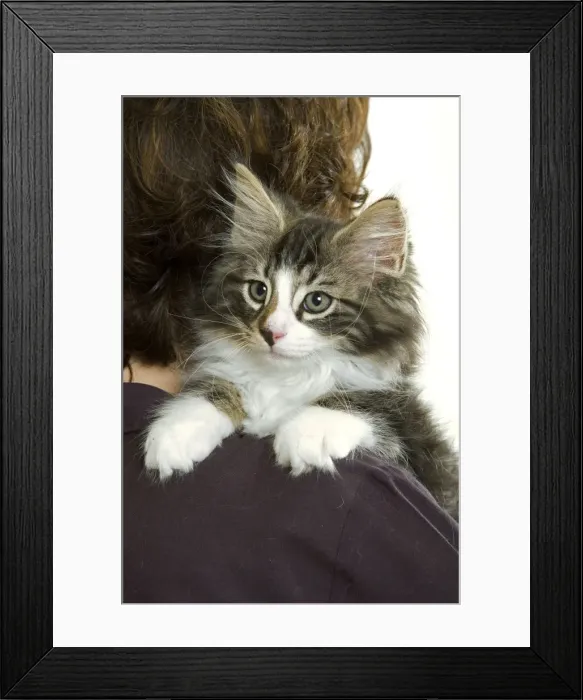 Framed Print : Picture No. 10770095 Framed Print : Picture No. 10770095