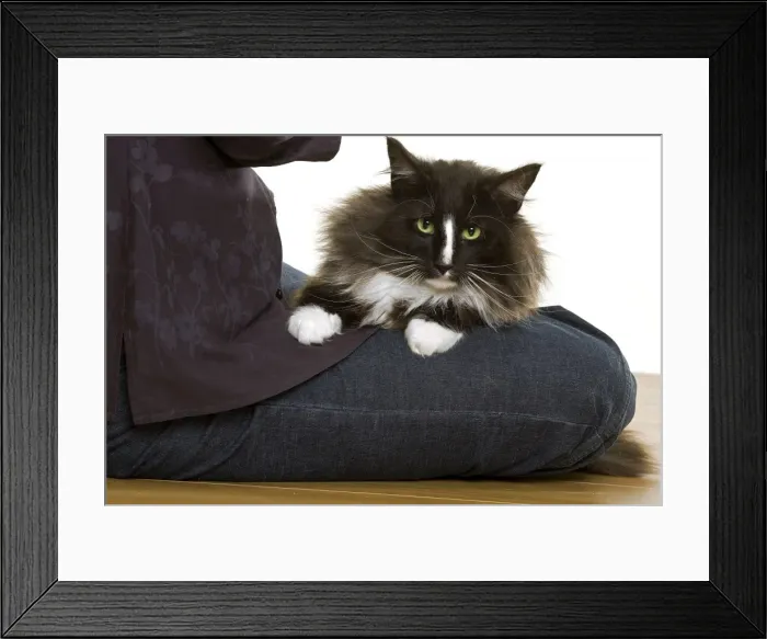 Framed Print : Picture No. 10770096 Framed Print : Picture No. 10770096