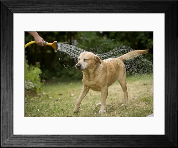 Framed Print : Picture No. 10770284 Framed Print : Picture No. 10770284