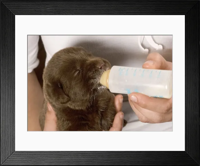 Framed Print : Picture No. 10770396 Framed Print : Picture No. 10770396