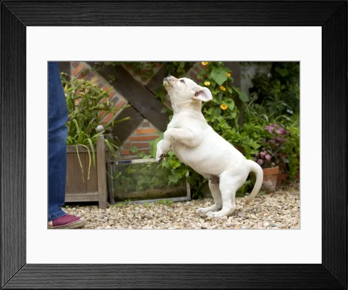 Framed Print : Picture No. 10770378 Framed Print : Picture No. 10770378