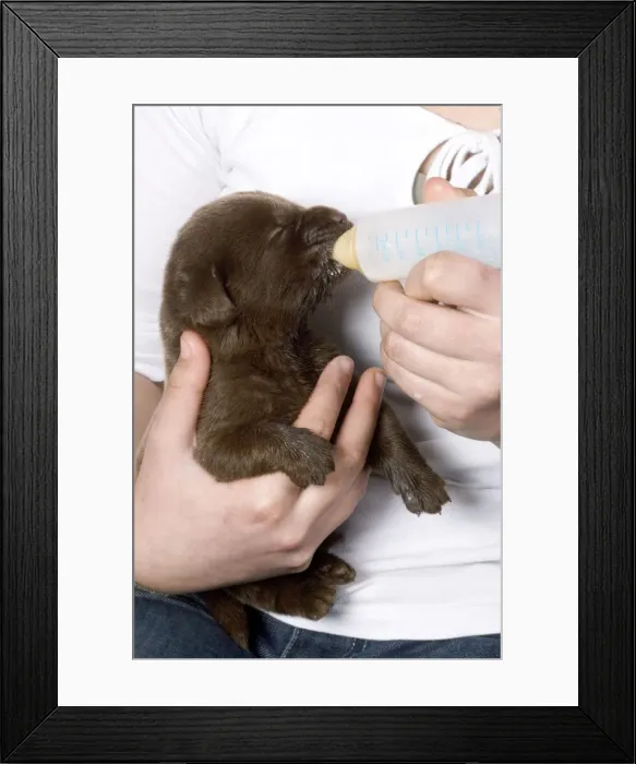 Framed Print : Picture No. 10770397 Framed Print : Picture No. 10770397
