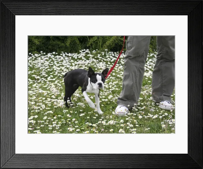 Framed Print : Picture No. 10770670 Framed Print : Picture No. 10770670