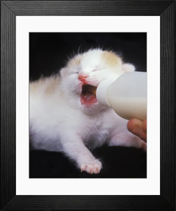 Framed Print : Picture No. 10770940