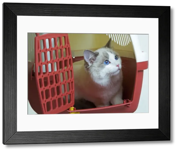 Framed Print : Picture No. 10770939 Framed Print : Picture No. 10770939