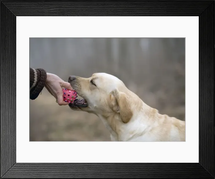 Framed Print : Picture No. 10770973 Framed Print : Picture No. 10770973